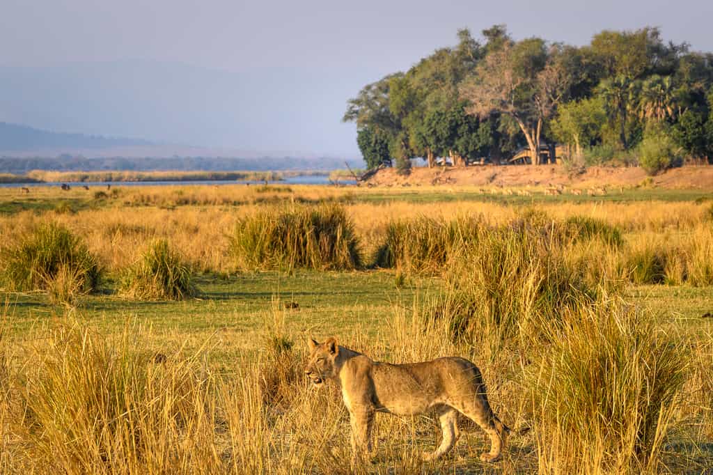 Young lion on the floodplain near Little Ruckomechi