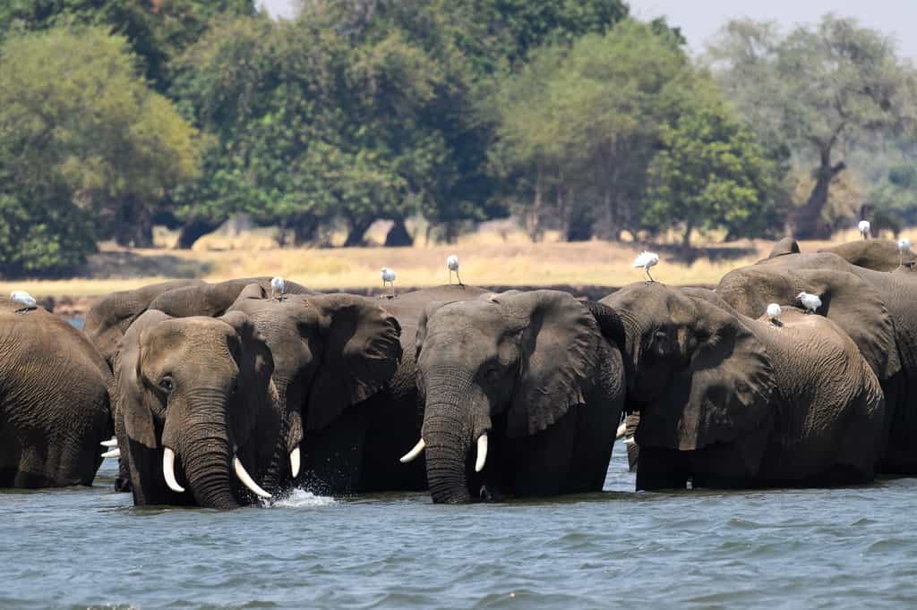 Elephant making the most of the welcome Zambezi River water