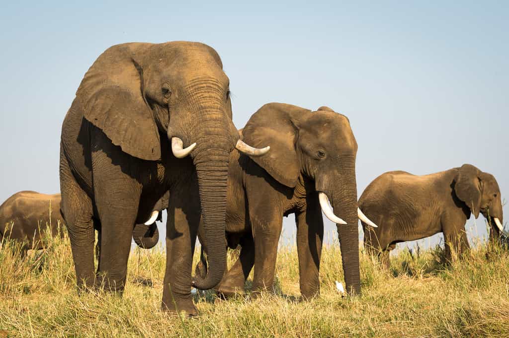 Elephant are daily visitors