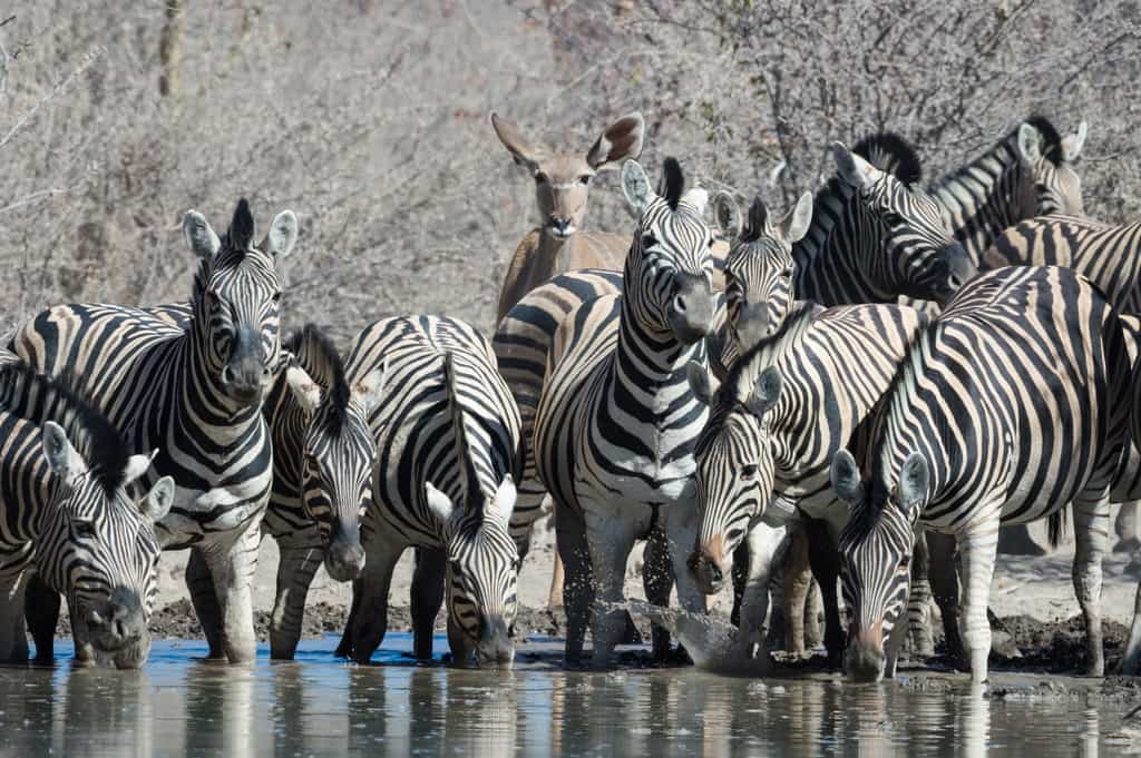 Quenching a deep thirst at one of the waterholes on Etosha Heights