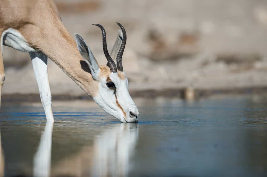 Refreshing drink after a long hot day under the African sun