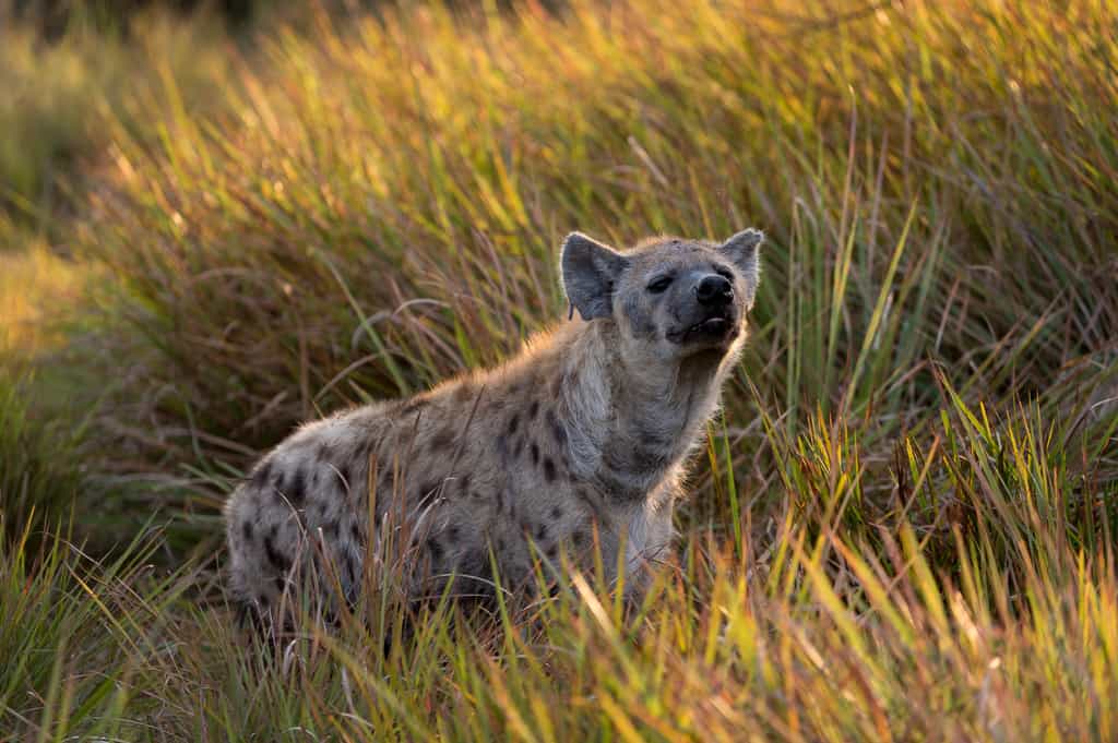 Hyaena moving through the long grasses