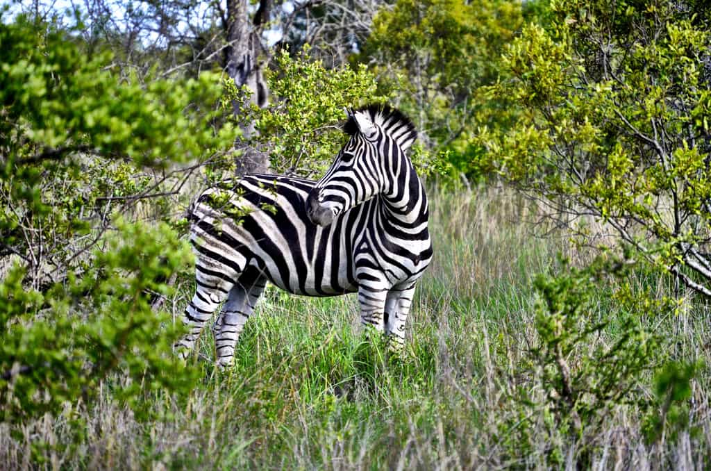 Zebra