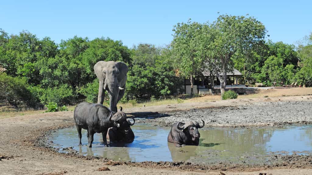 Lodge view from waterhole 