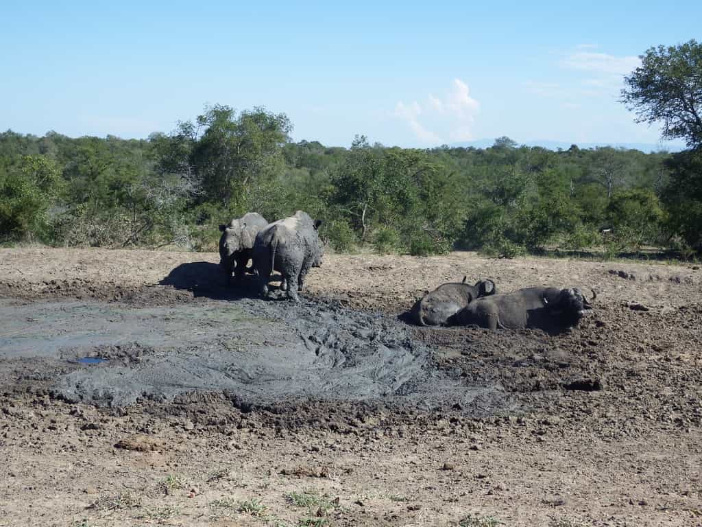 Wartehole in front of lodge