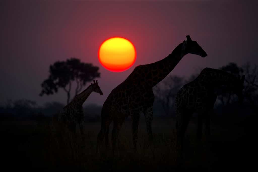 Giraffe at Sunset