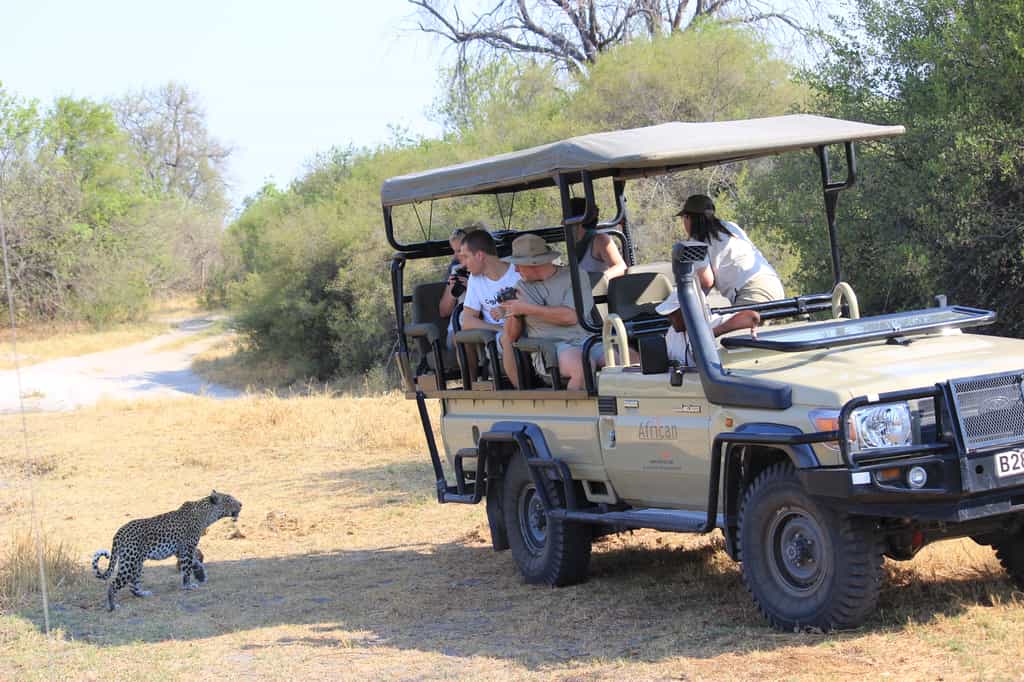 Leopard walking past one of our Vehicles