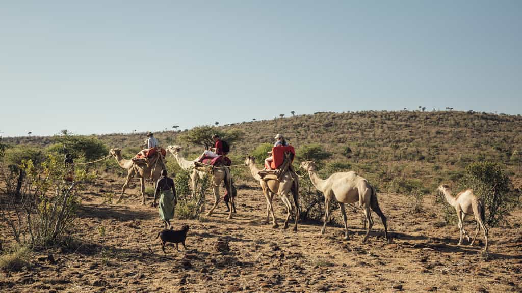 Camel Walk / Ol Malo Nomad