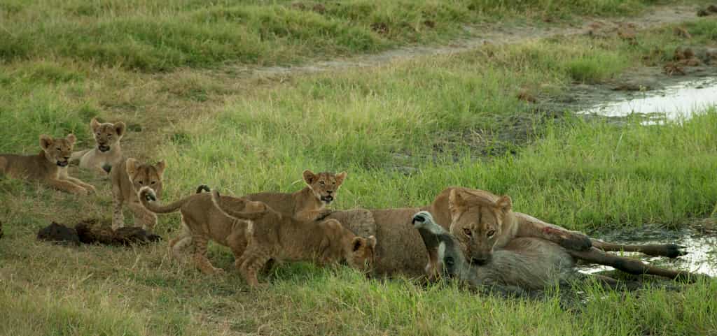 Lion cubs meal time