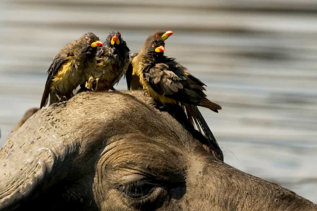 Buffalo and Friends Wallowing in the Spillway