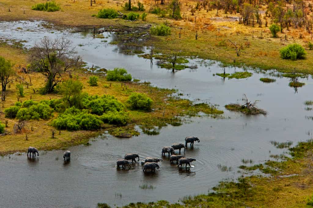 Elephant Crossing the Spillway