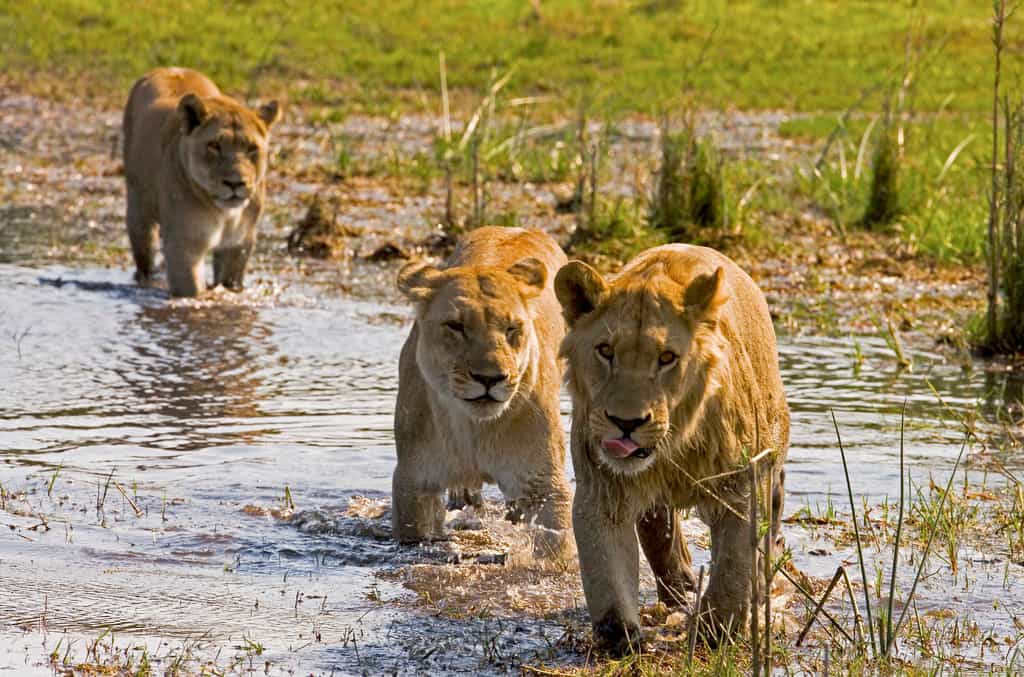 Lions Crossing the Selinda Spillway