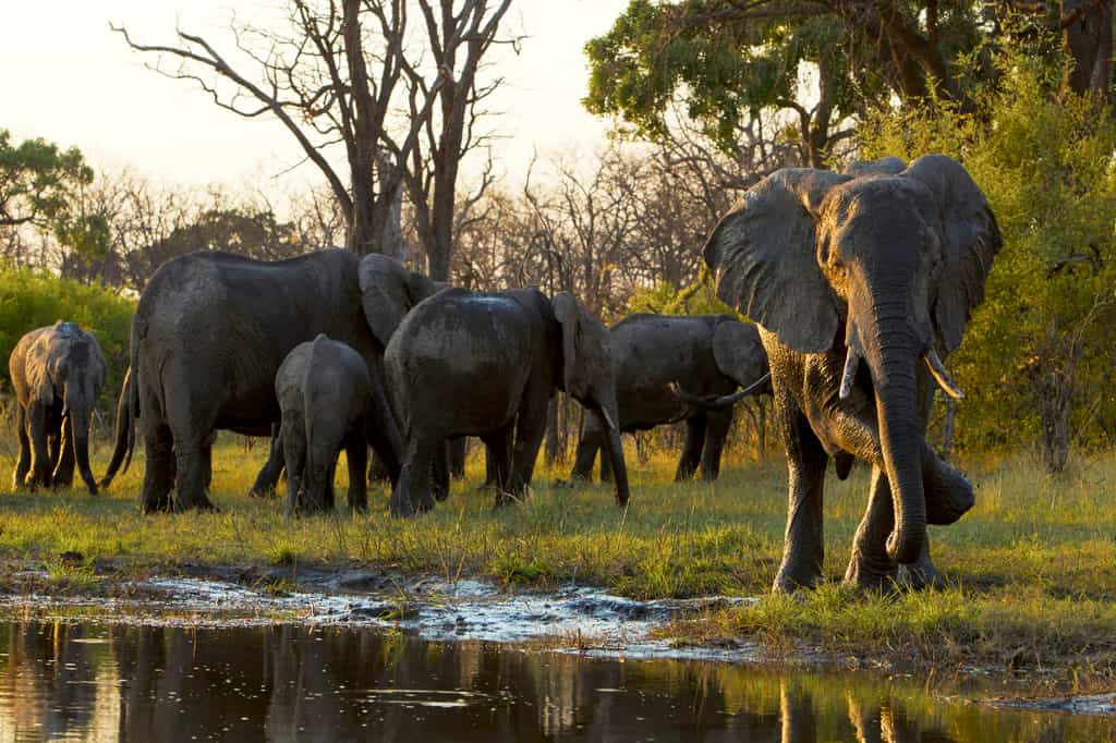 Elephants along the Selinda Spillway