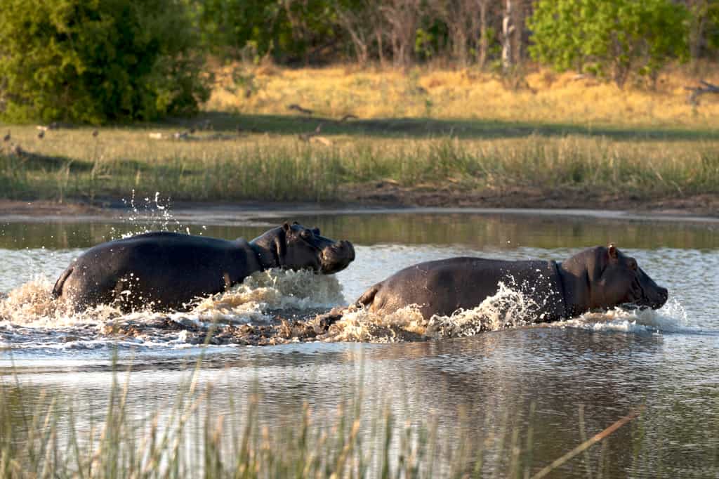 Hippos Charging through the Spillway