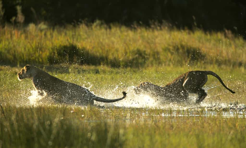 On the Hunt Across the Duba Landscape