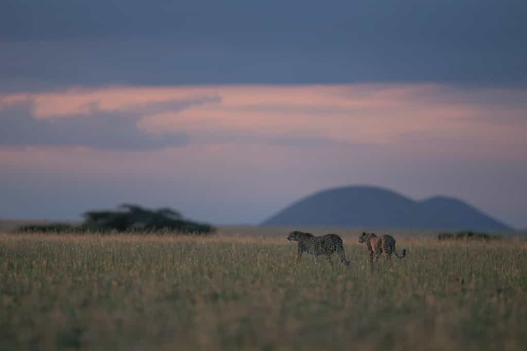 Cheetahs at Dusk