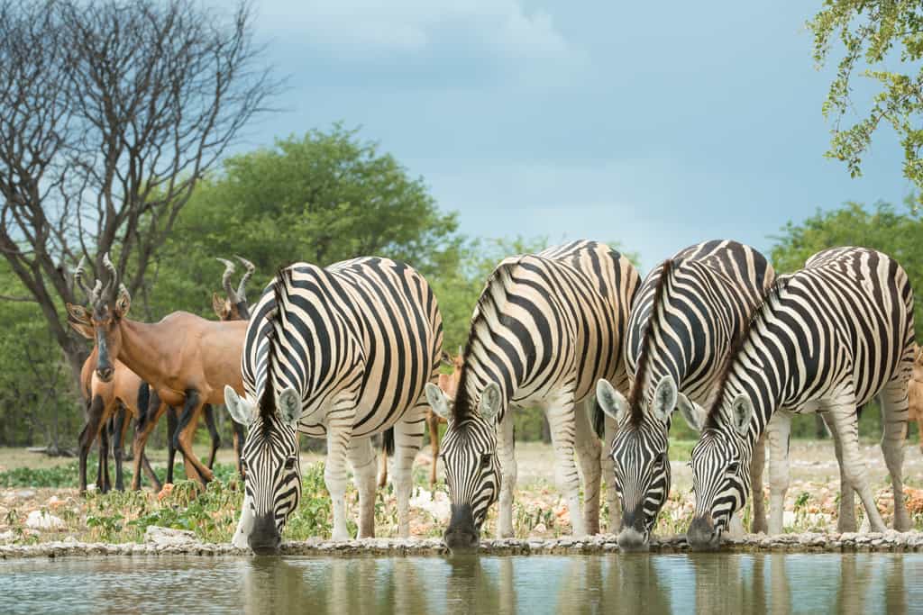 Wildlife experience on the private Ongava Game Reserve