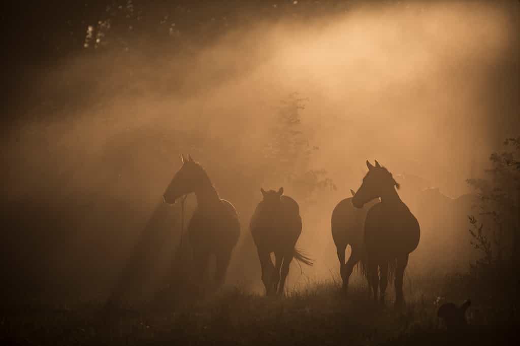 Horses in the morning light
