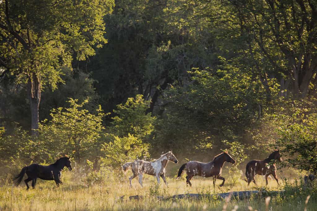 Horseback safaris