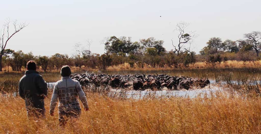 Walking safari big game encounters