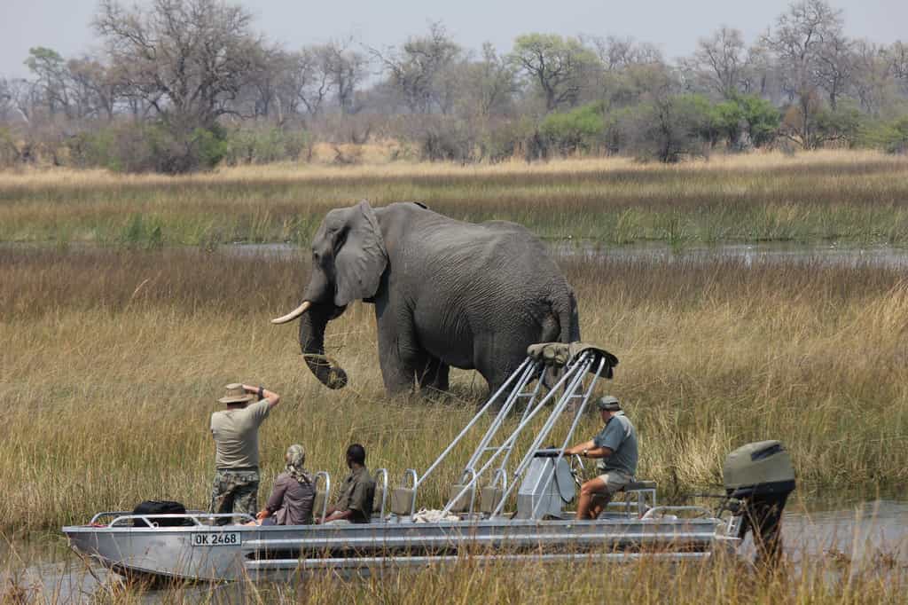 Boating safari with elephants in Selinda