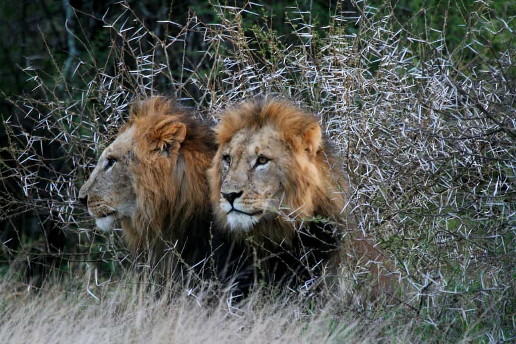 Ol Jogi has Big Five sightings (lion, leopard, elephant, buffalo and rhino), plus cheetah, hyena, Oryx, impala and eland, along with a diverse array of birdlife