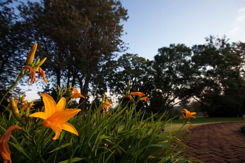 Vibrant colours of The Manor gardens