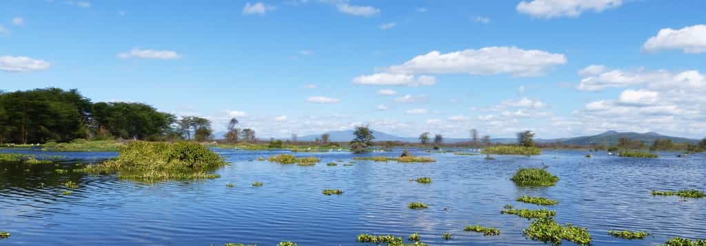 This is a collage of the organic produce that creates splendid meals