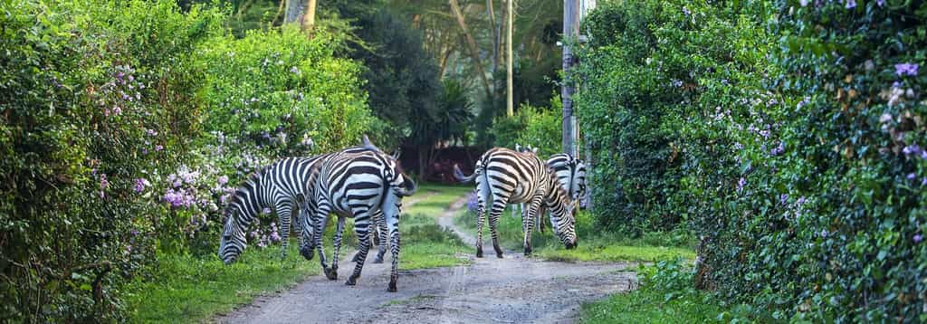 The rooms at Olerai all havedifferent personality. It creates an adventure for repeat guests who enjoy staying at Olerai.