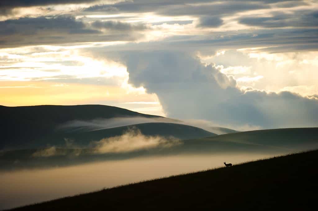 Nyika Landscape