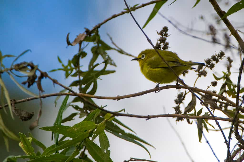 Nyika Birds