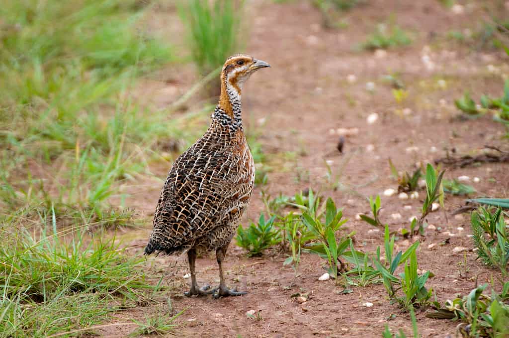 Nyika Birds
