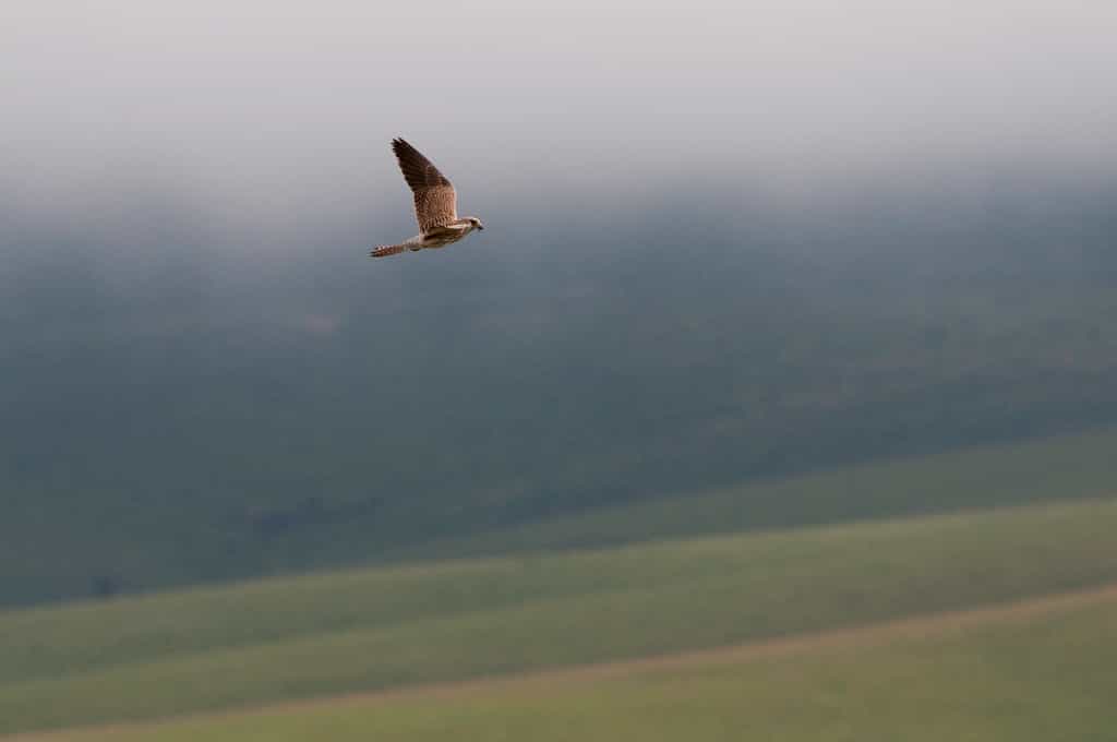 Nyika Birds