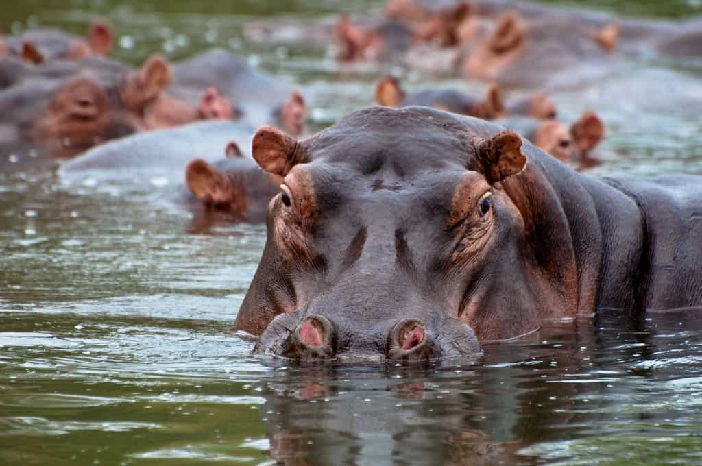 Hippo