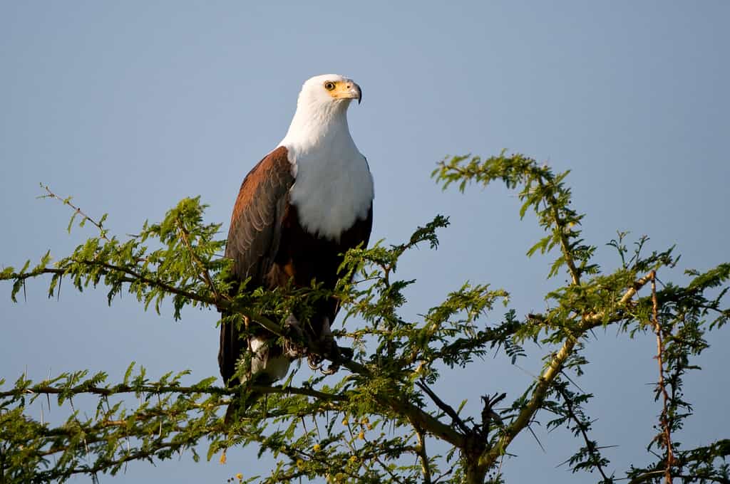 Fish Eagle