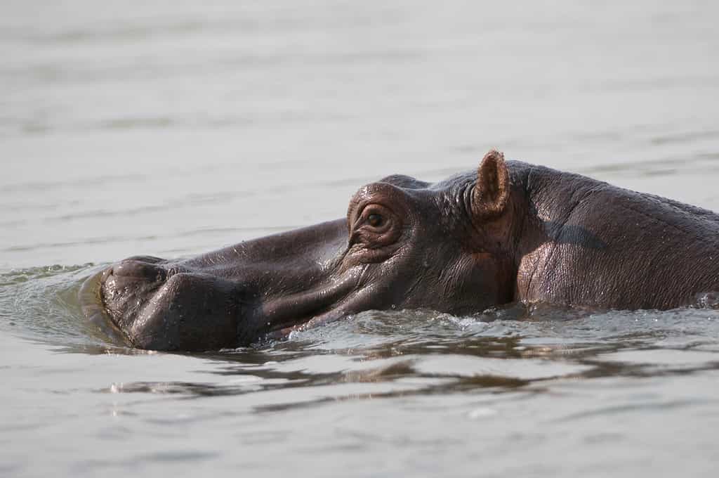 Hippo