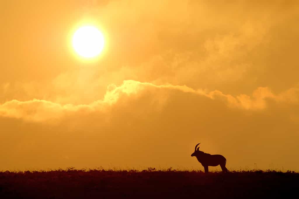 Nyika Landscape