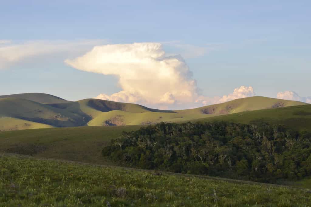 Nyika Landscape