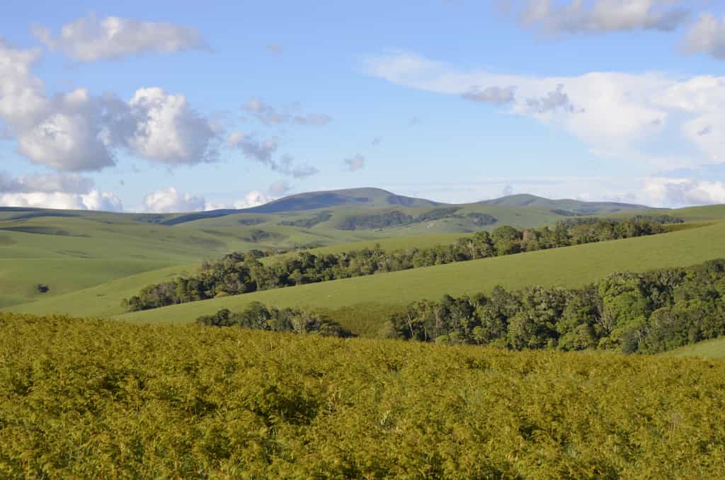 Nyika Landscape
