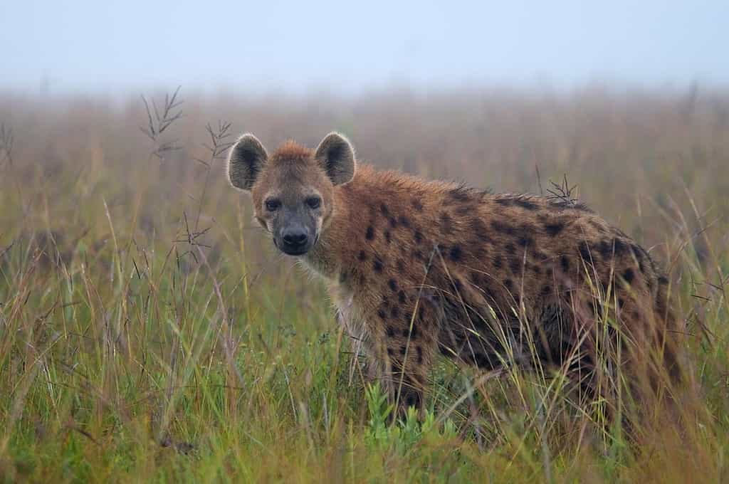 Spotted Hyaena