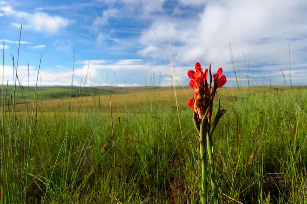 Nyika Flora