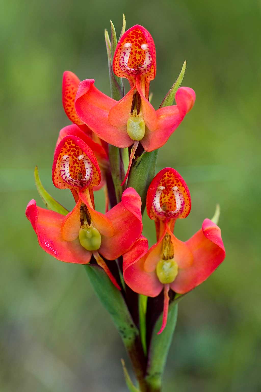 Nyika Flora