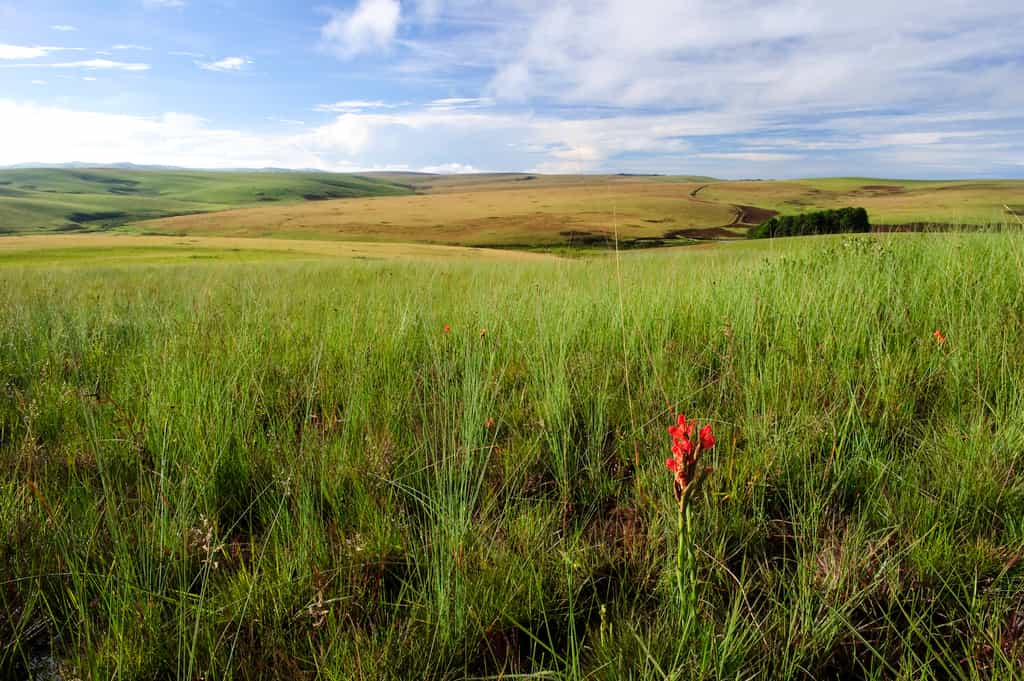 Nyika landscape