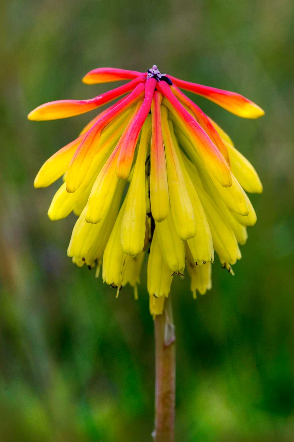 Nyika Flora