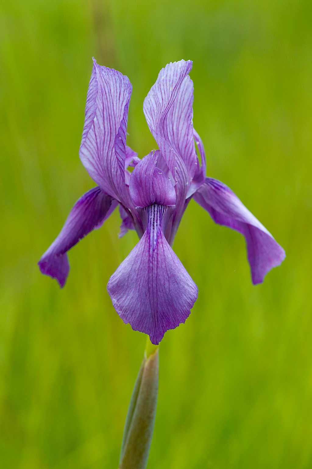 Nyika Flora
