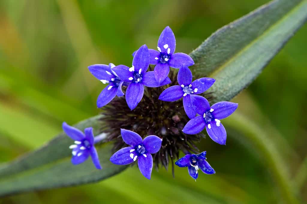 Nyika Flora