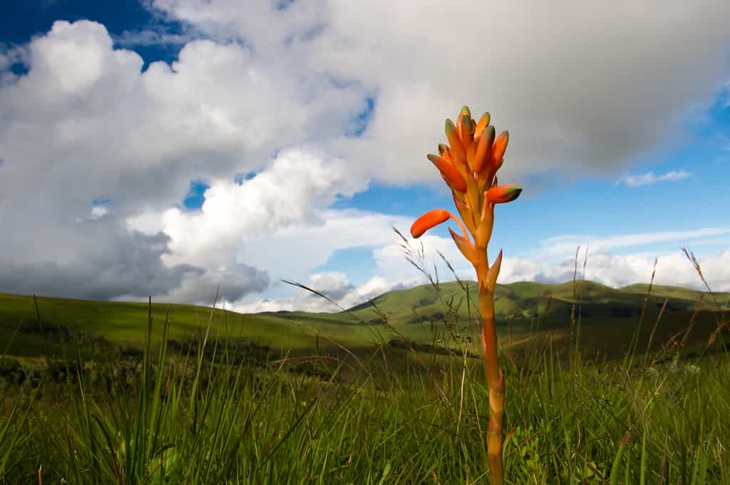 Nyika Flora