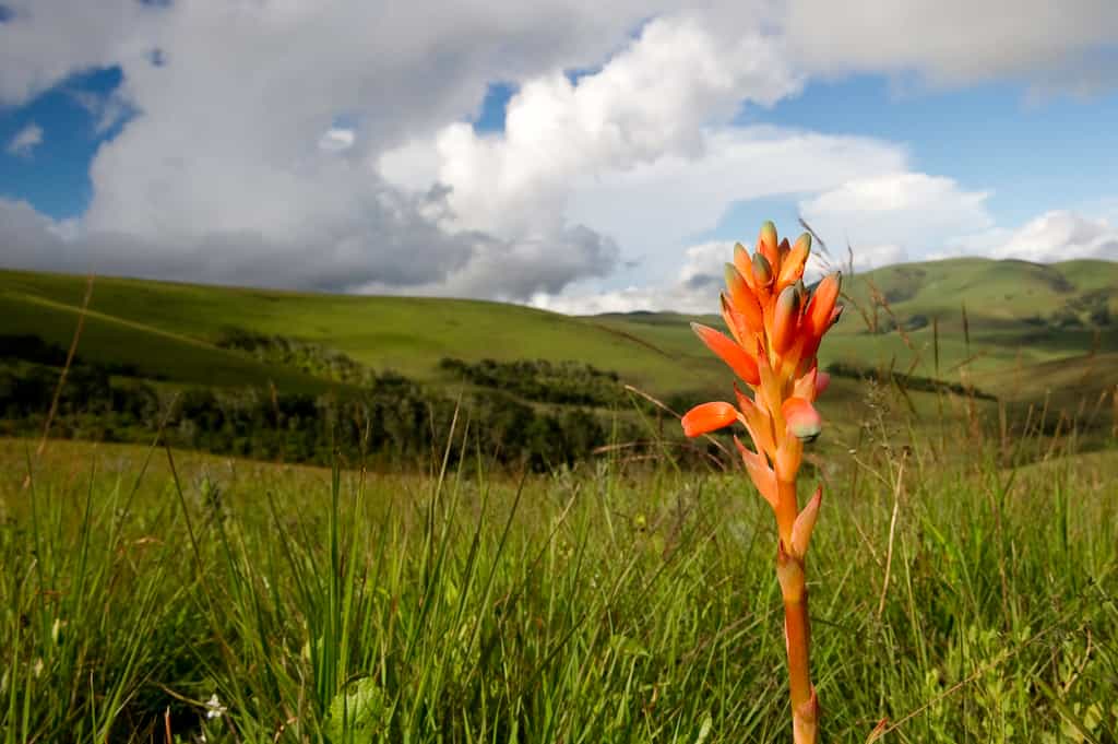 Nyika Flora