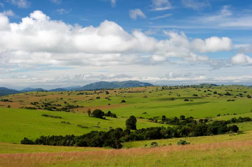 Nyika Landscape