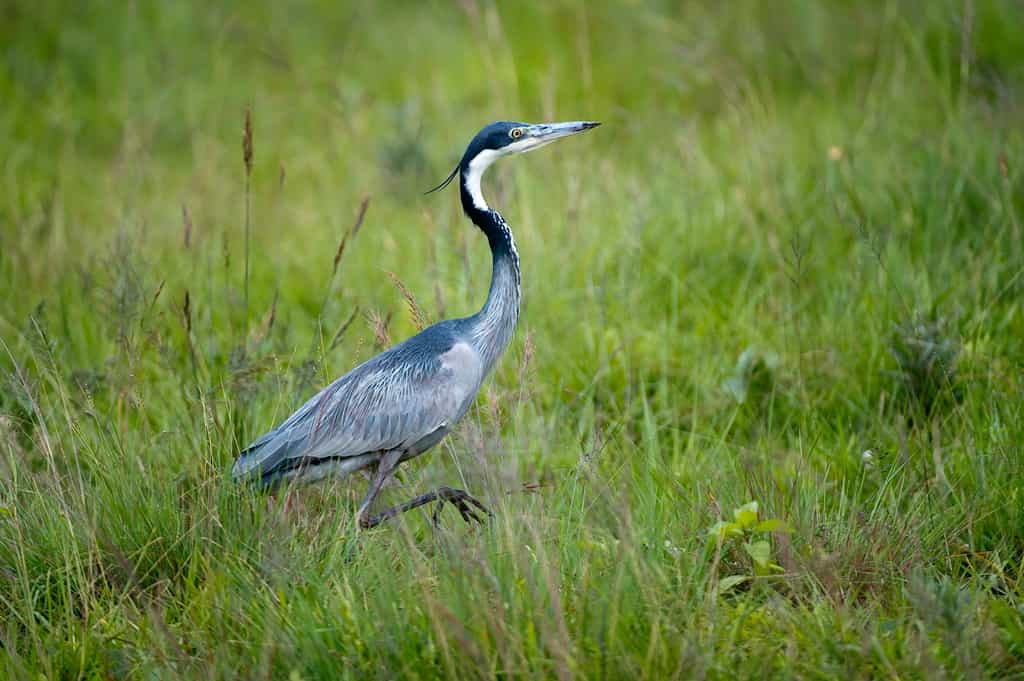 Nyika Birds